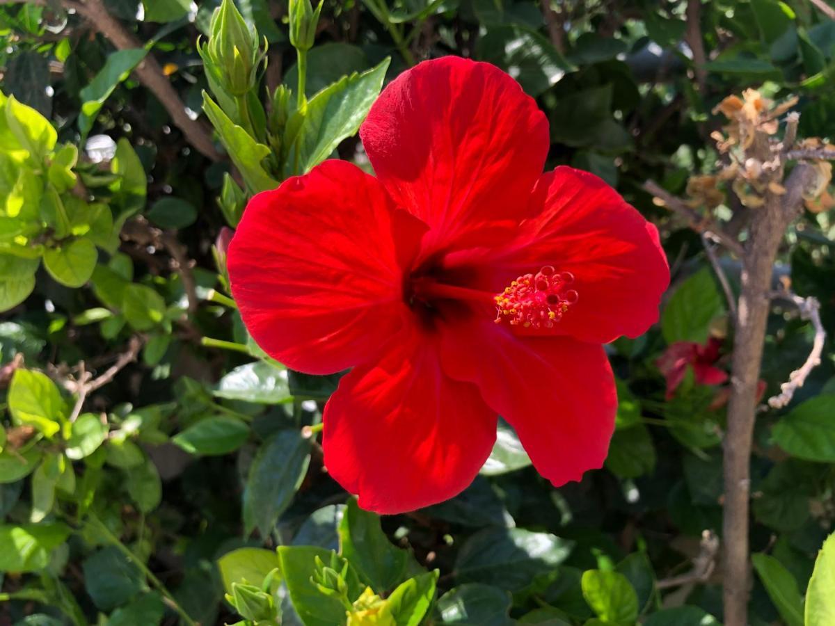 Red Hibiscus Stegna Vendégház Arhángelosz Kültér fotó