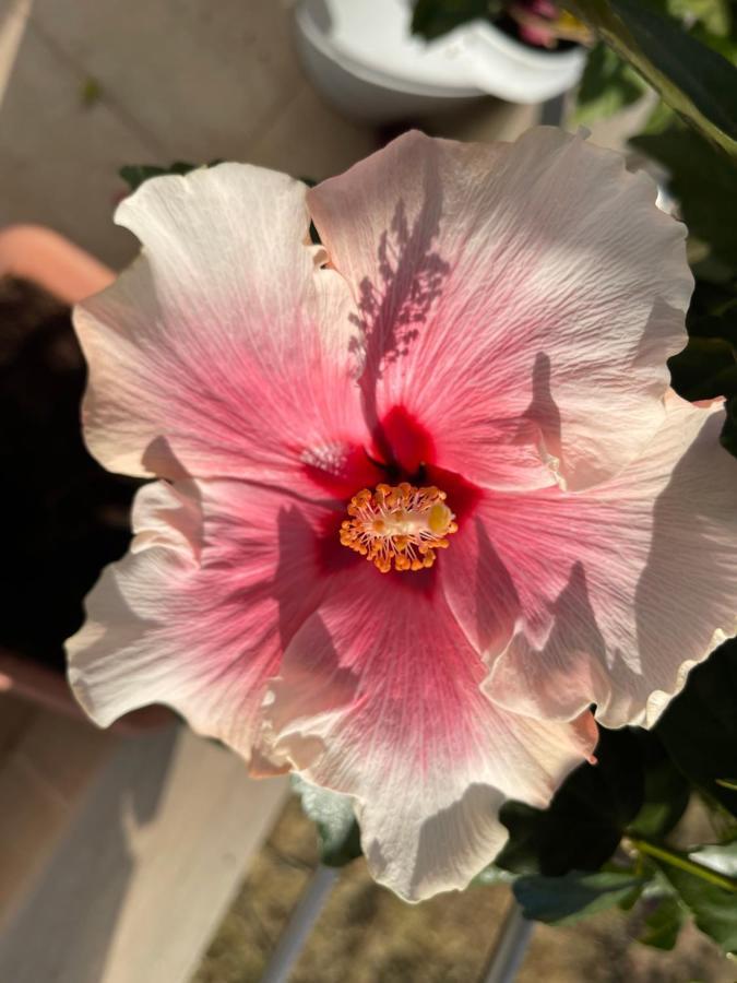 Red Hibiscus Stegna Vendégház Arhángelosz Kültér fotó