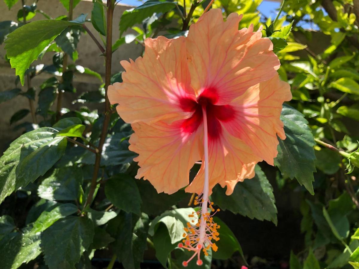 Red Hibiscus Stegna Vendégház Arhángelosz Kültér fotó