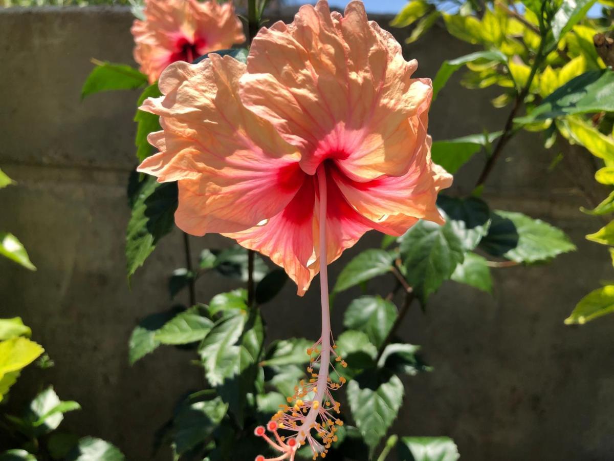 Red Hibiscus Stegna Vendégház Arhángelosz Kültér fotó